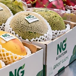 Dưa lưới Taki nhà màng